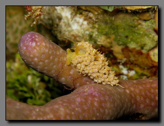 white speckled nudibranch